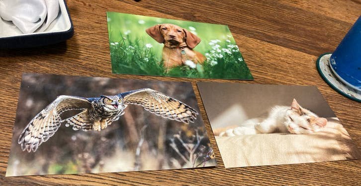 Set van 3 diverse dierenfoto's: uil, hond, kat, 1980 tot heden, Foto, Nieuw, Ophalen of Verzenden