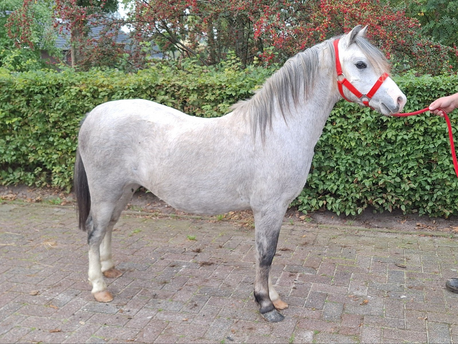 2 jaarling Welsh A hengstjes, Hengst, A pony (tot 1.17m), Met stamboom, 0 tot 2 jaar
