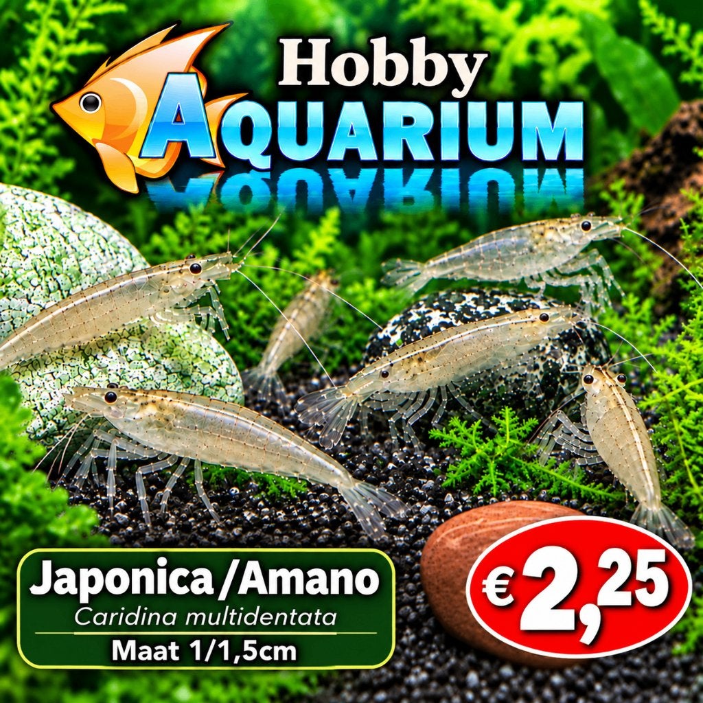 Hobbyaquarium Japonica Amano garnalen maat 1/1,5 cm, Kreeft, Krab of Garnaal, Zoetwatervis, Schoolvis