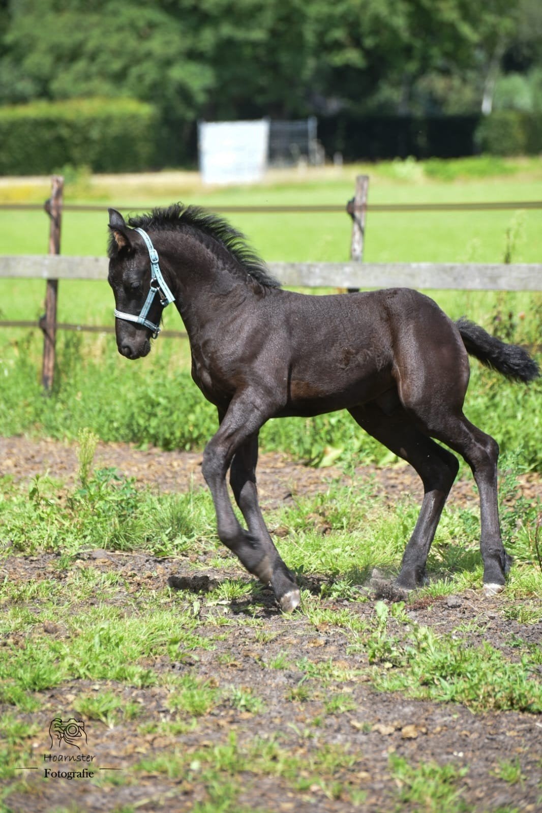 Te koop Gurbe, Dieren en Toebehoren, Met stamboom, Dressuurpaard, 0 tot 2 jaar, Hengst