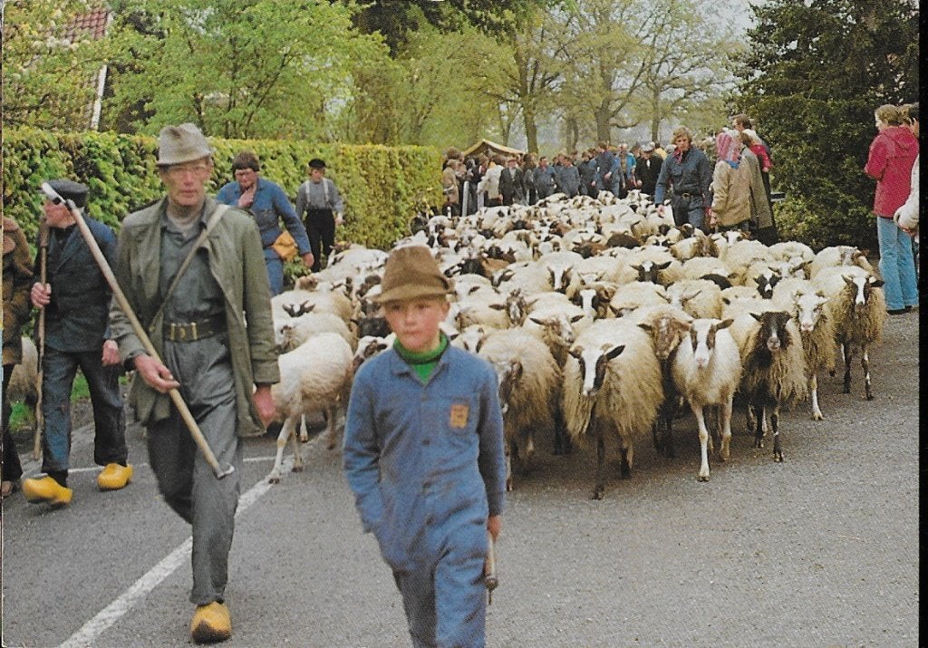 Drenthe Schaapskudde gelopen ansichtkaart ( a60 ), Ophalen of Verzenden, 1980 tot heden, Gelopen