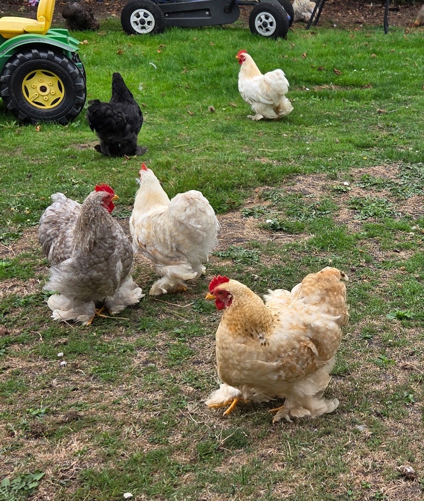 cochin kriel hanen, Dieren en Toebehoren, Mannelijk, Kip