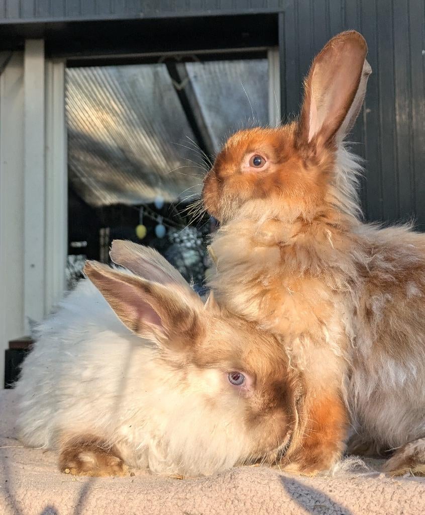 Satijnangora, Dieren en Toebehoren, Konijnen, Meerdere dieren, Middelgroot, 0 tot 2 jaar