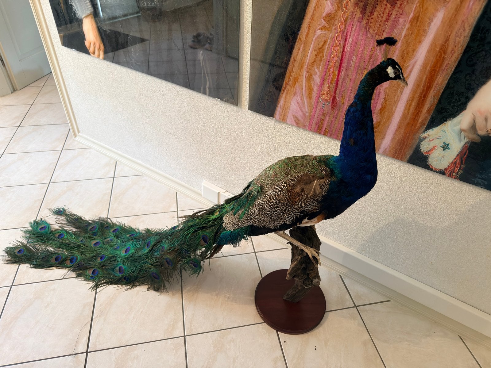 Taxidermie pauw, Verzamelen, Dierenverzamelingen, Ophalen, Vogel, Opgezet dier
