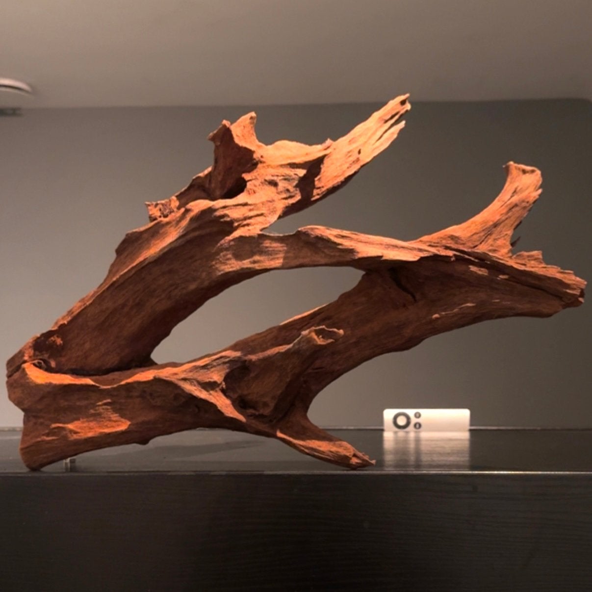 Uniek stuk Kienhout / Spiderwood / Driftwood, Hout Decoratie, Ophalen of Verzenden, Zo goed als nieuw, Plant(en), Steen of Hout