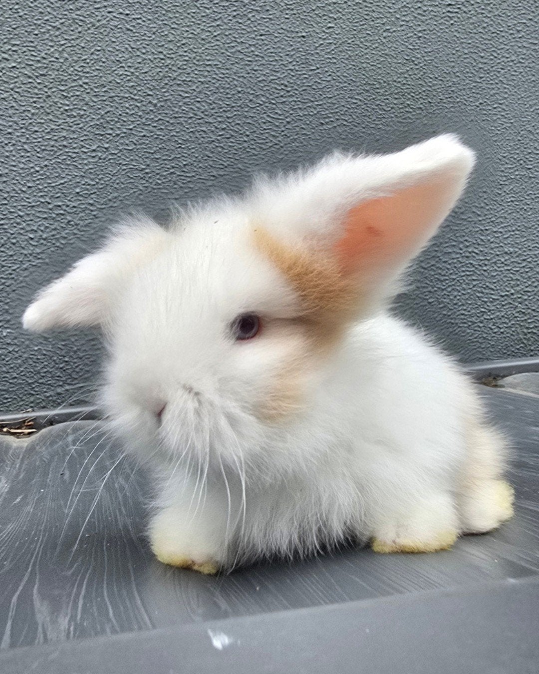 Jonge teddy dwergkonijntjes, Dieren en Toebehoren, Konijnen, Meerdere dieren, Dwerg