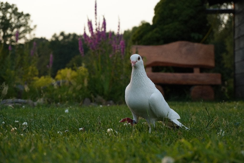 Witte Postduiven, Meerdere dieren, Postduif