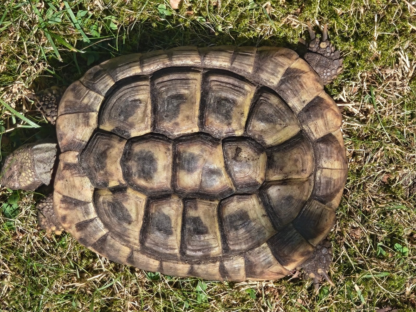 Testudo Hermanni Boettgeri (Man), Dieren en Toebehoren, Reptielen en Amfibieën, Schildpad, 3 tot 6 jaar