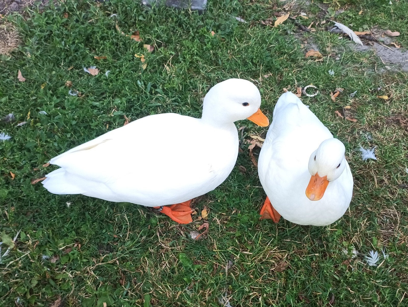 2 Witte Hollandse kwakertjes, Dieren en Toebehoren, Meerdere dieren, Eend