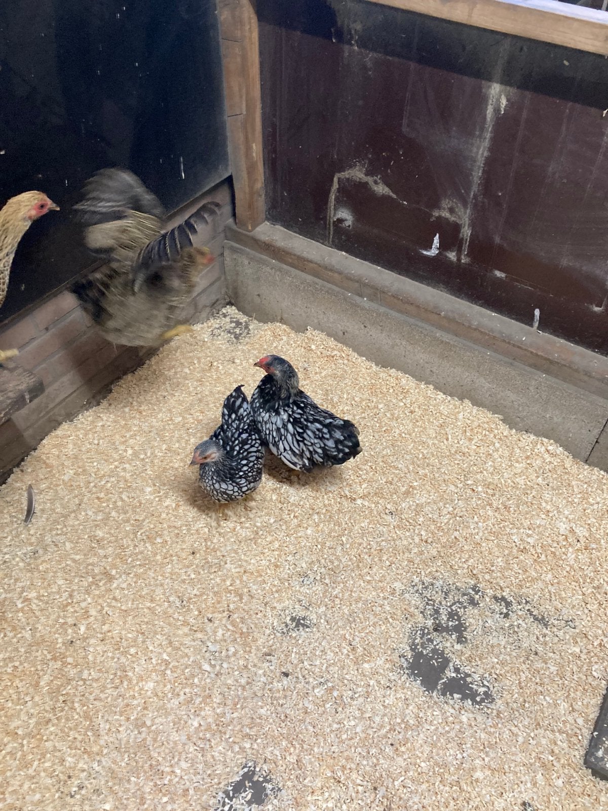 Te koop Wyandotte hen en haan, Dieren en Toebehoren, Meerdere dieren, Kip