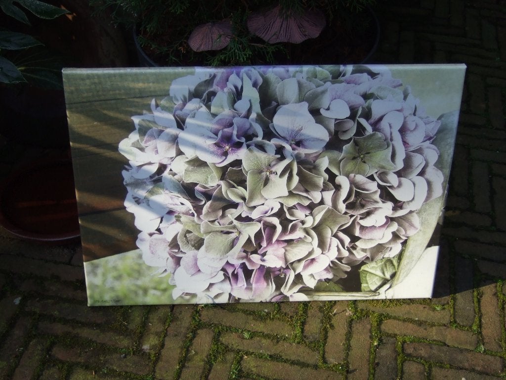 Tuinschilderij Hortensia, Tuin en Terras, Tuinwanddecoratie, Ophalen, Gebruikt