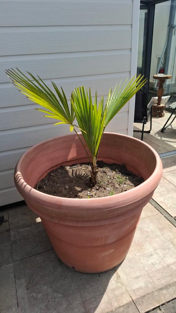 Trachycarpus Fortunei (Hennep Palm) in pot, Ophalen