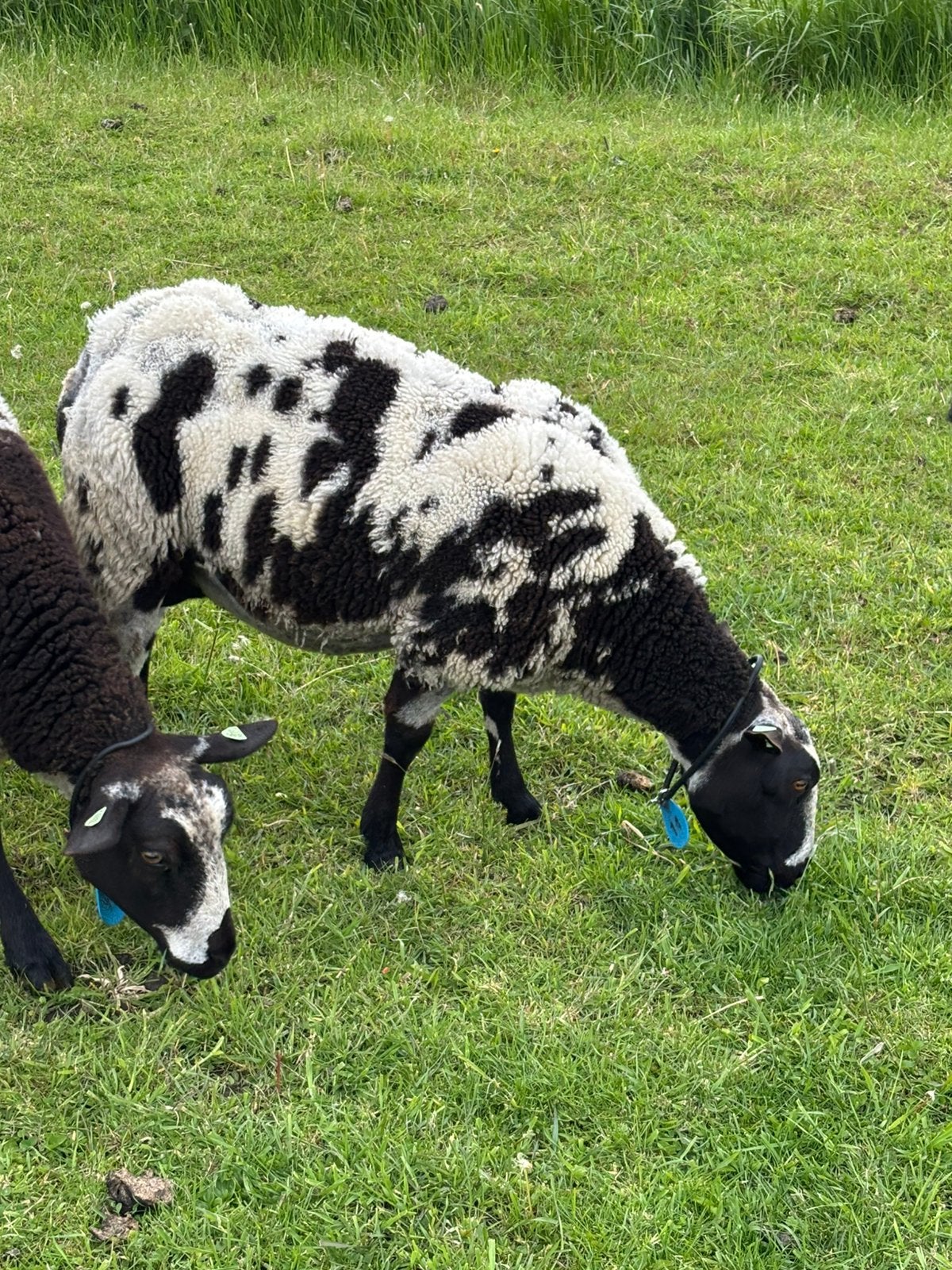 Koppel bonte schapen, Dieren en Toebehoren, Meerdere dieren, Schaap