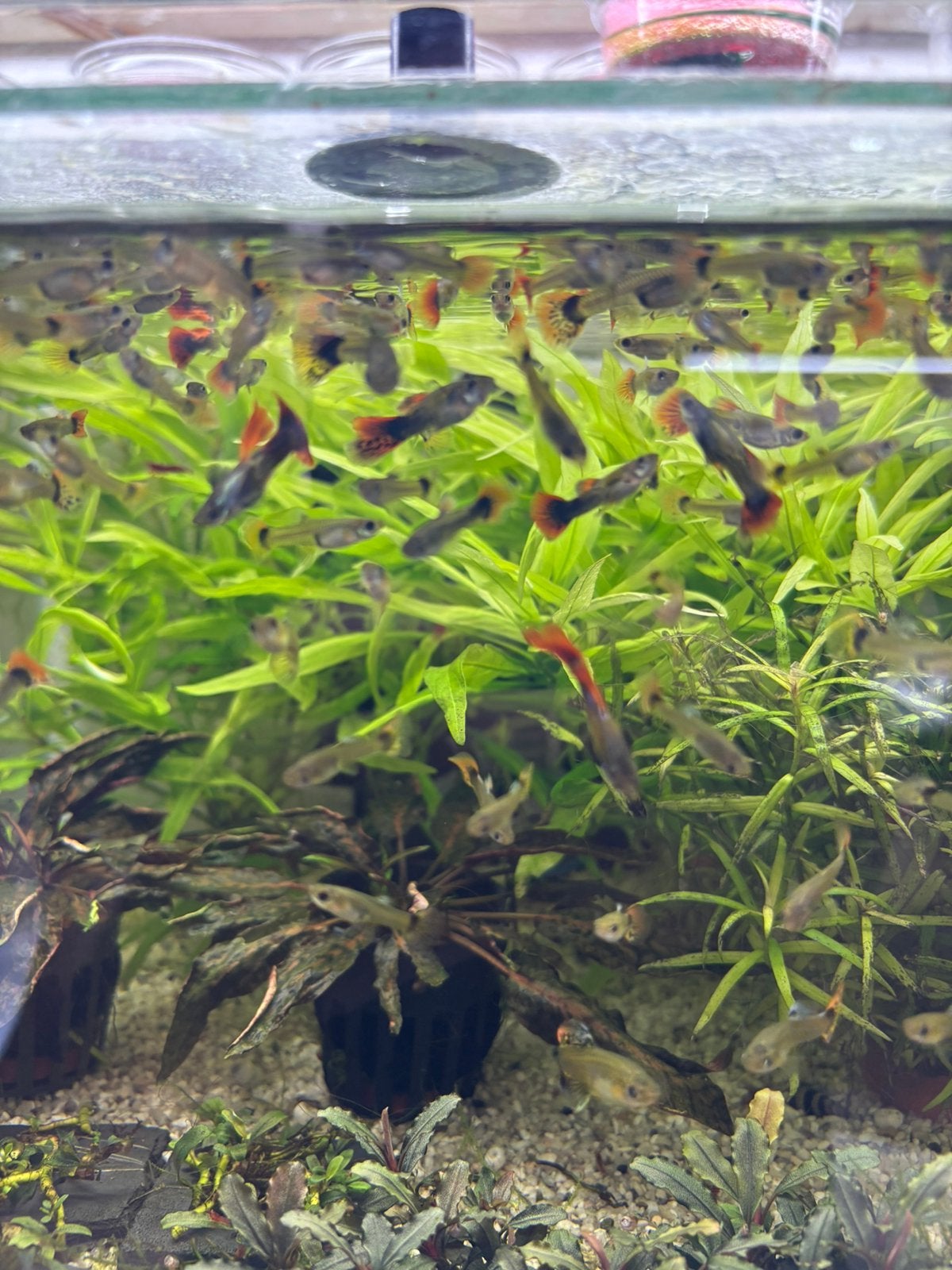 Guppen big ears, Dieren en Toebehoren, Vissen | Aquariumvissen, Vis