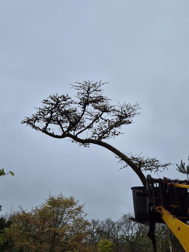 Lariks kaempferi karakterboom, Overige soorten, Lente, 250 tot 400 cm, Ophalen