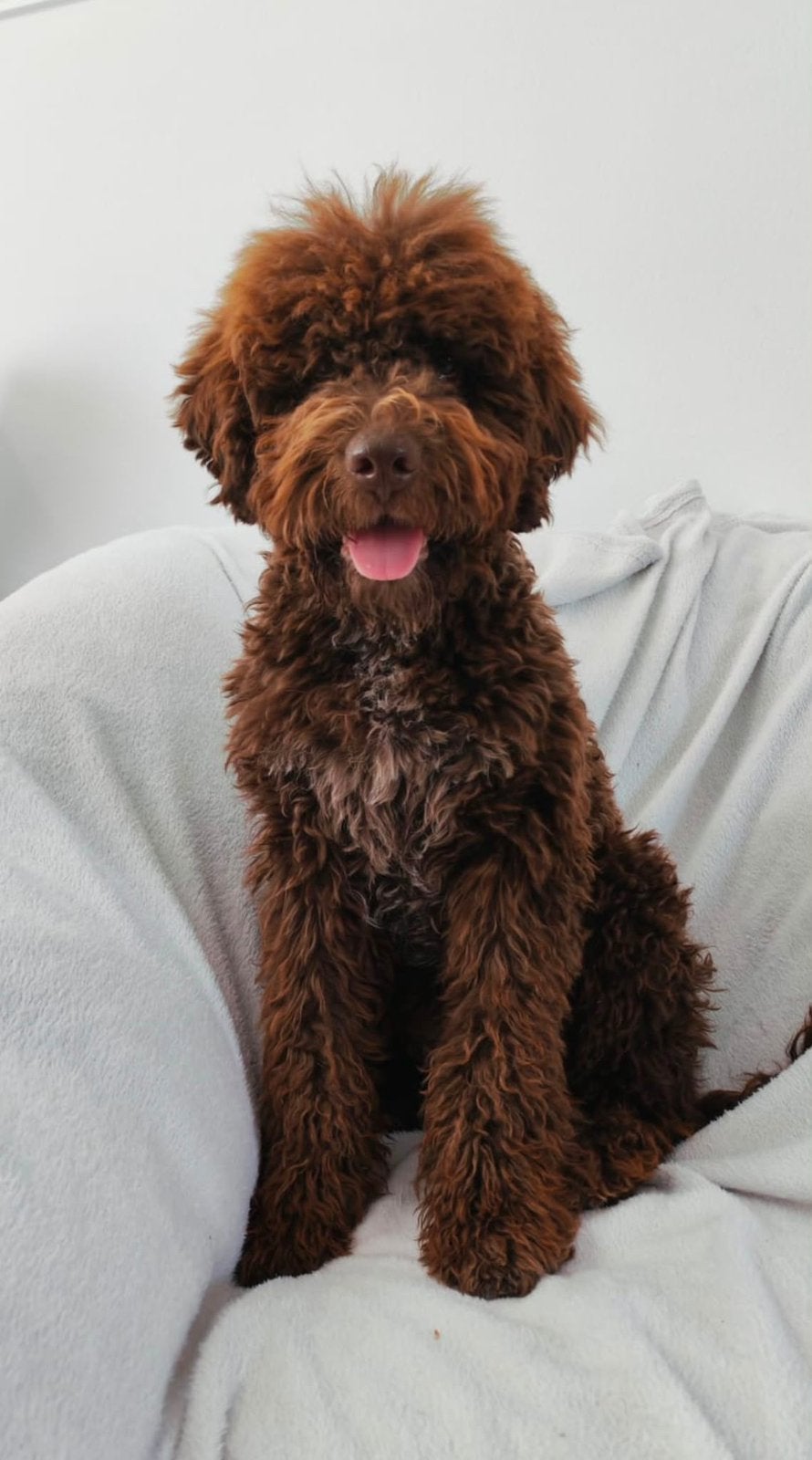 Lagotto romagnolo pup, 15 weken tot 1 jaar, Parvo, Eén hond, Nederland