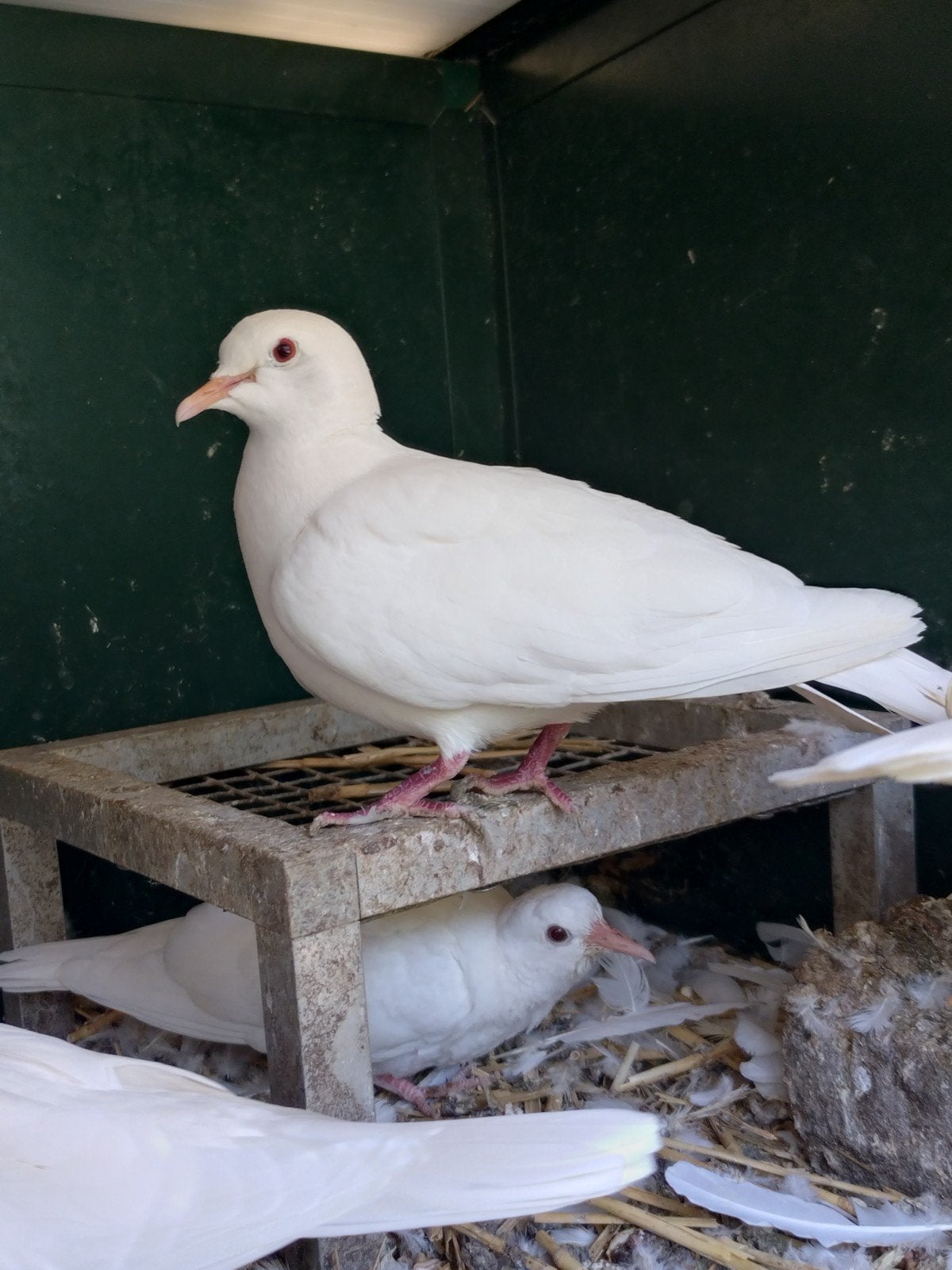 Spierwitte tortelduifjes van dit jaar, Meerdere dieren, Overige soorten