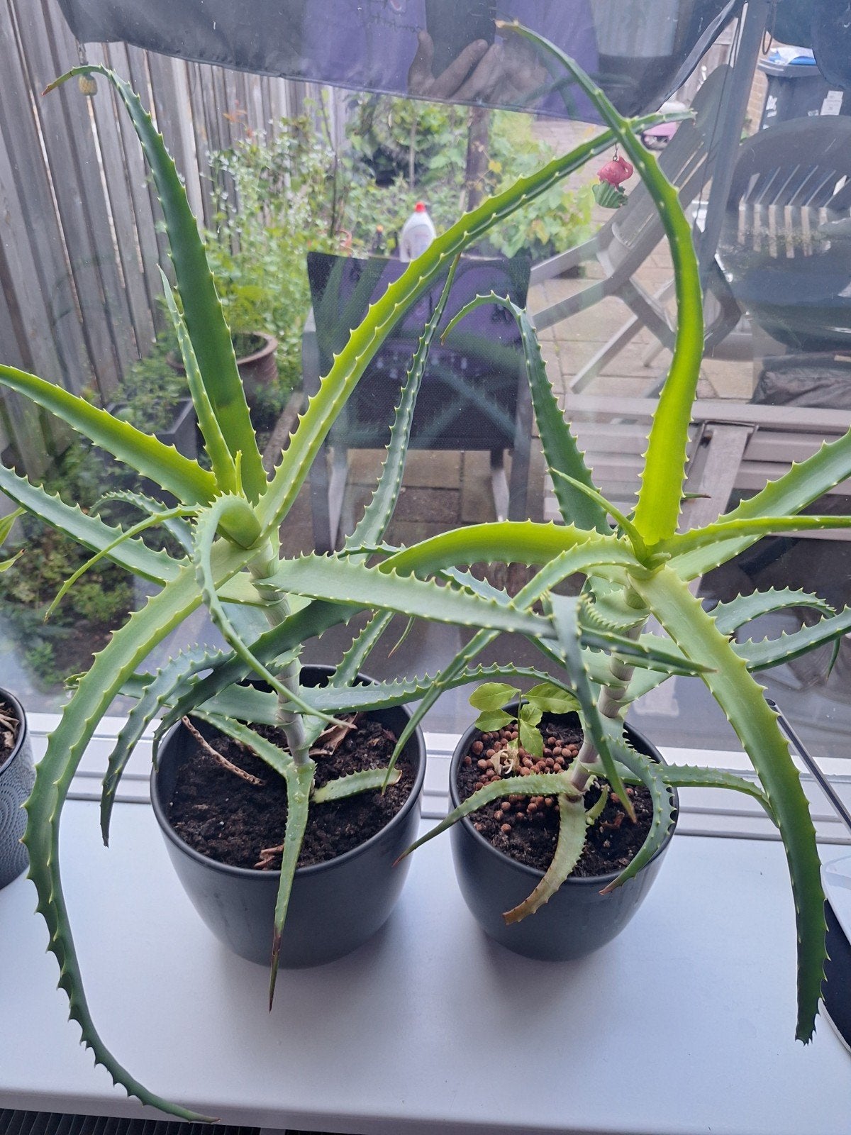 Aloë vera, Ophalen of Verzenden, Halfschaduw, Minder dan 100 cm