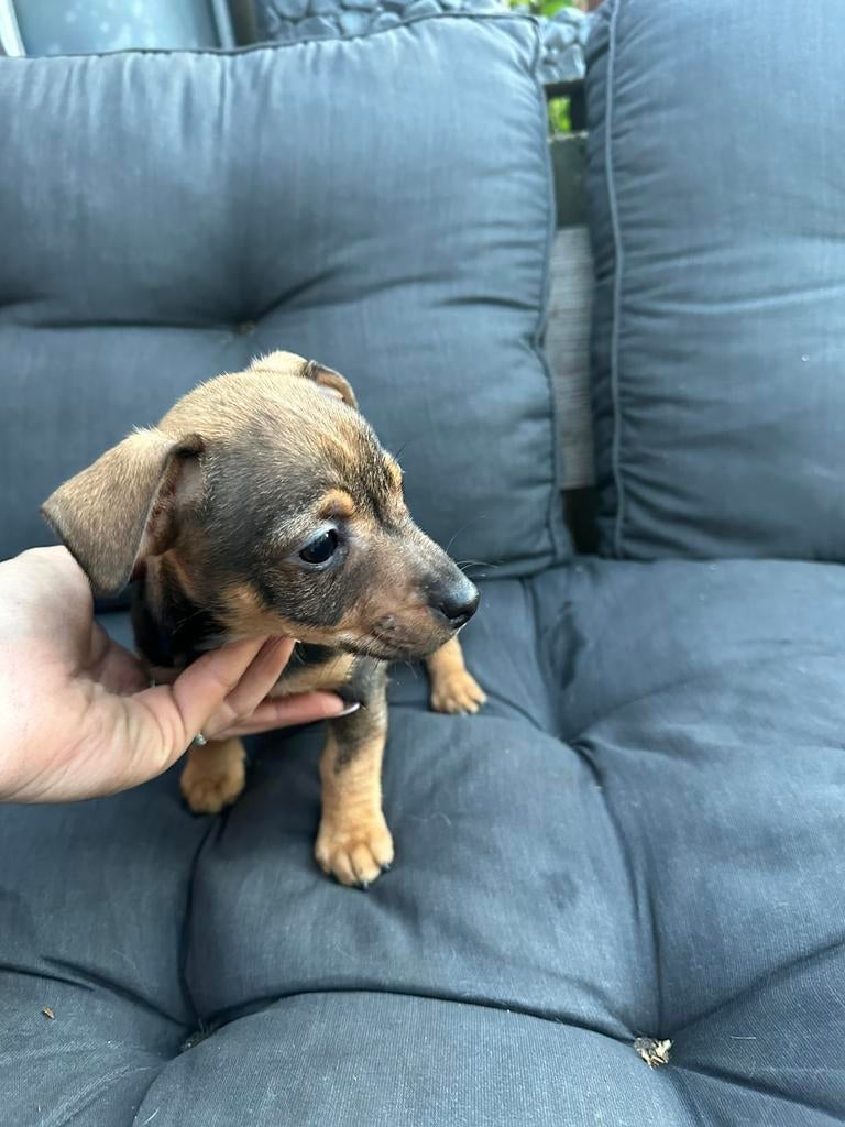 Jackrussel puppy teefje, Parvo, Jack Russell Terriër, 8 tot 15 weken, Meerdere