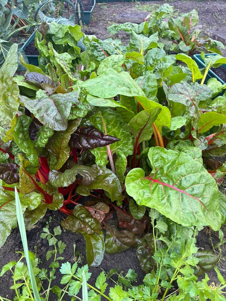 Snijbiet biologisch, Tuin en Terras, Ophalen of Verzenden, Eenjarig, Groenteplanten, Volle zon