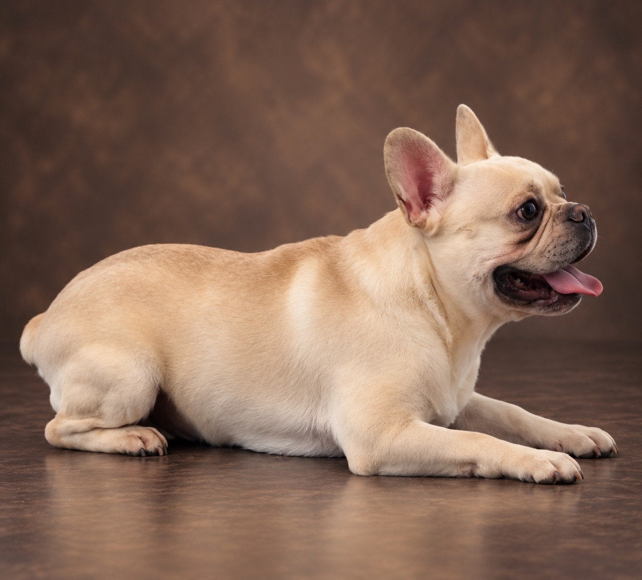 🥰 unieke isabella tan pied franse bulldog DEKREU Lorenzo 🥰, Dieren en Toebehoren, Particulier, Reu, 1 tot 2 jaar, Buitenland