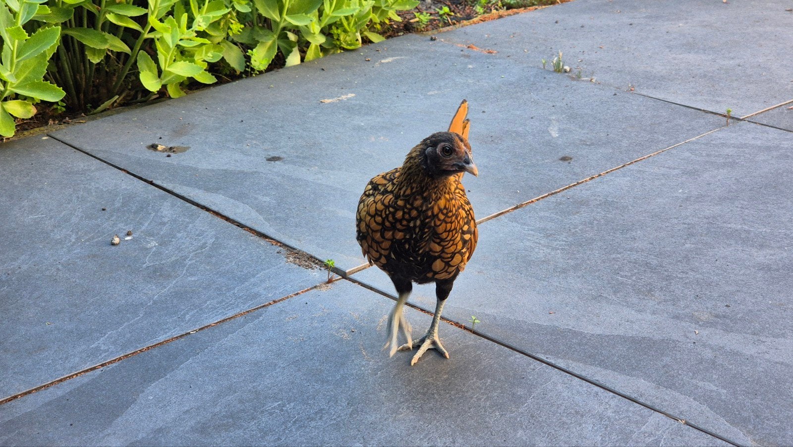 Koppeltje Sebright krielkipjes, Dieren en Toebehoren, Pluimvee, Meerdere dieren, Kip