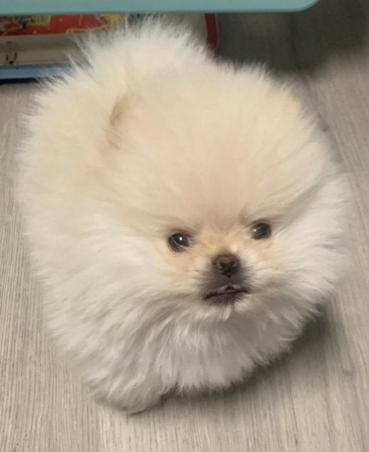 100%Pomeriaan Pup Reu NL Nest, Dieren en Toebehoren, Honden | Poolhonden, Keeshonden en Oertypen, Parvo, Keeshond, Reu, 8 tot 15 weken
