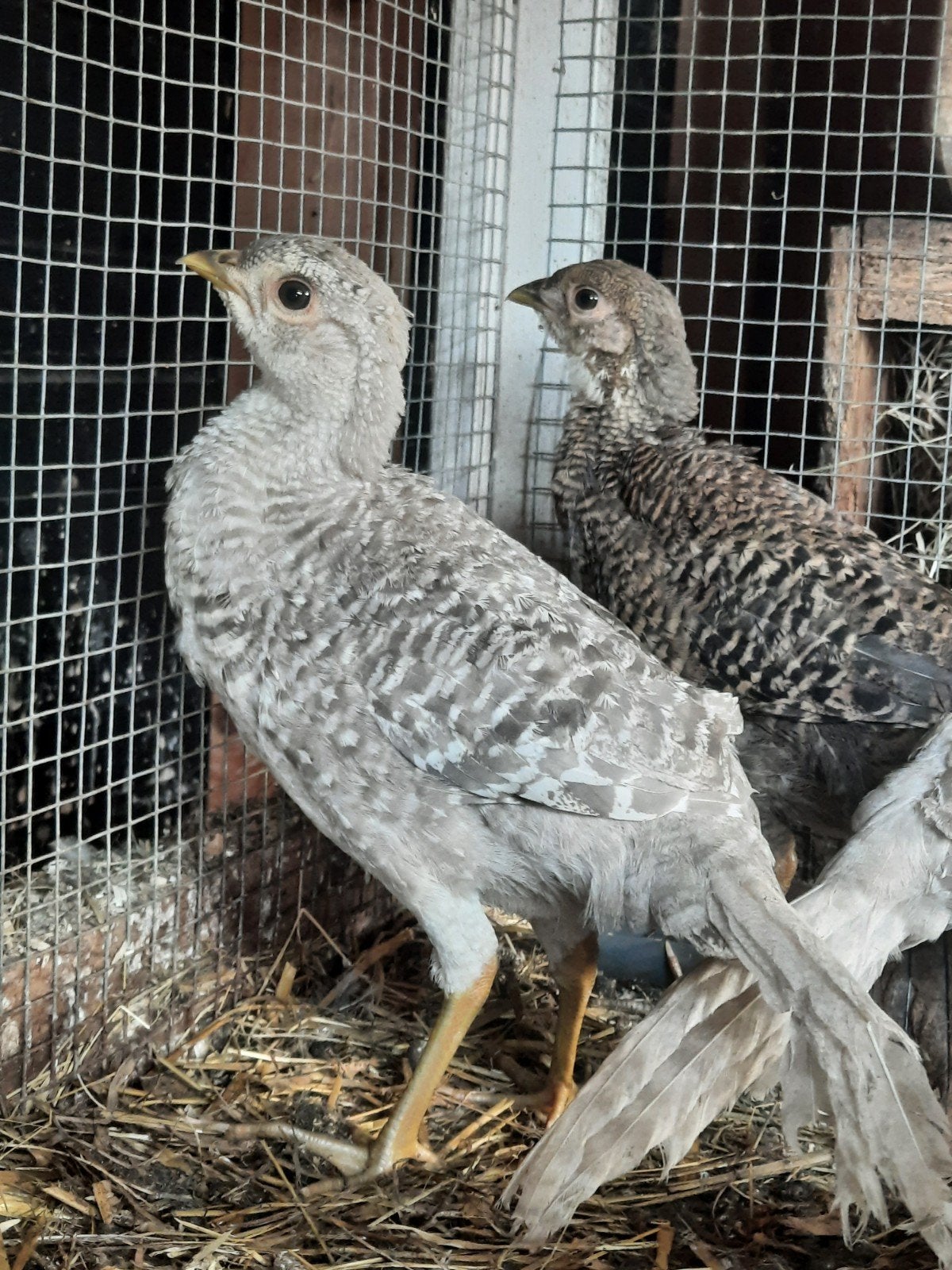 3 jonge goudfazanten, Geslacht onbekend, Kip