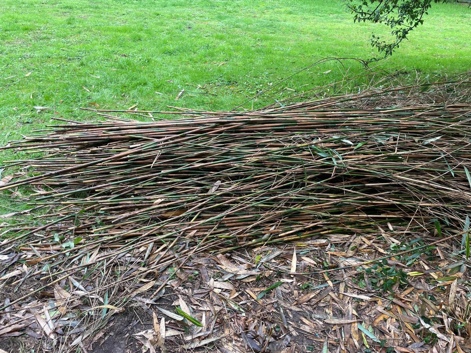 Bamboe voor tuin klinkrekken, Ophalen, Overige soorten