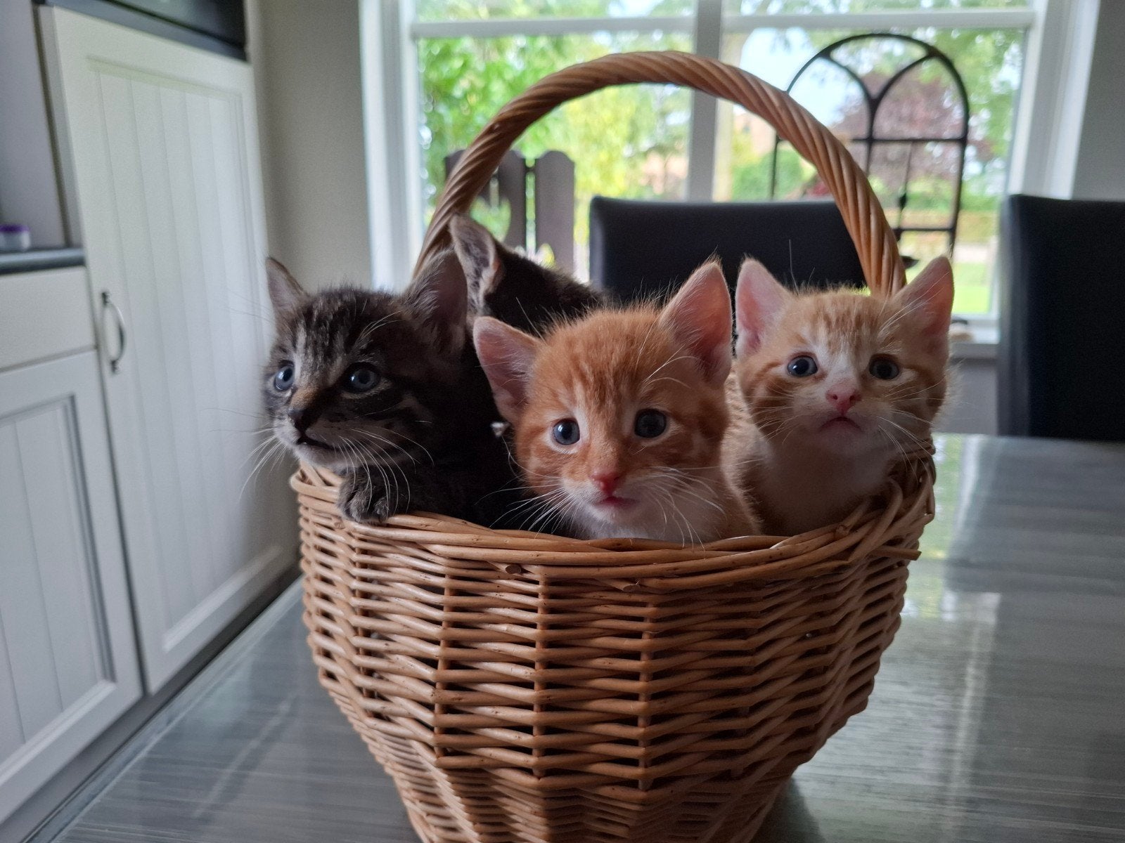 Lieve kittens, nog 1 kater beschikbaar, Dieren en Toebehoren, Meerdere dieren