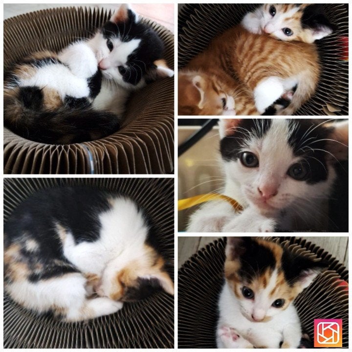 4 prachtige Europese korthaar kittens, Dieren en Toebehoren, Katten en Kittens | Raskatten | Korthaar, Meerdere dieren, Ontwormd