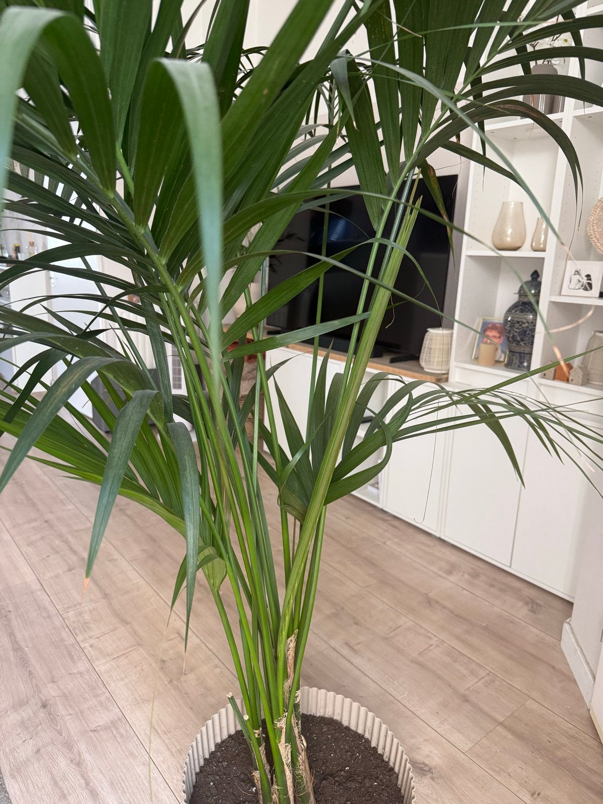 Grote Areca Palm - Kamerplant, Huis en Inrichting, Kamerplanten, Ophalen, Palm, Halfschaduw, In pot