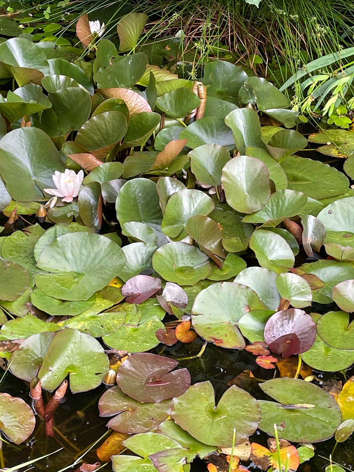 Waterlelies voor vijver of waterpartij, Ophalen of Verzenden, Nieuw