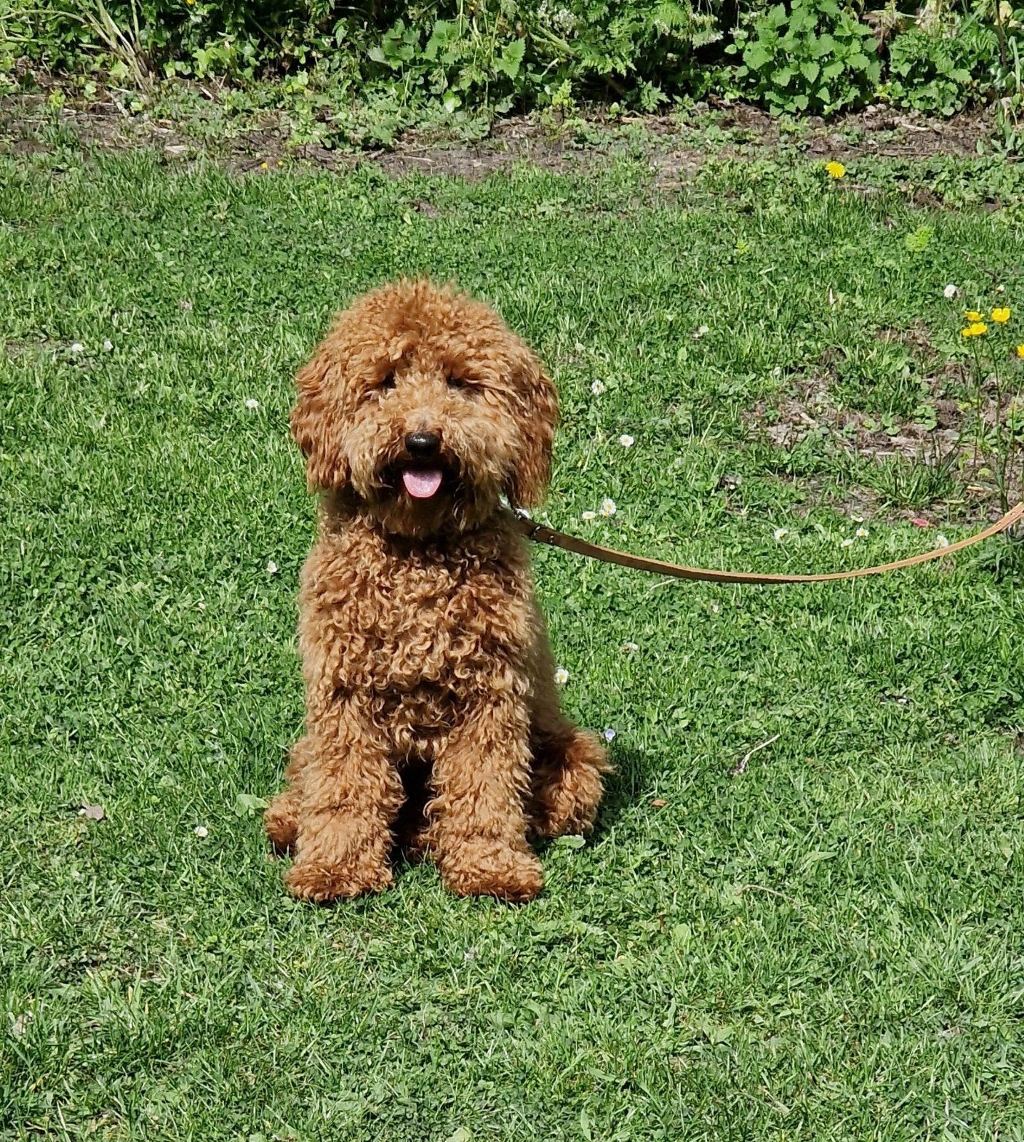 Toypoedel, 15 weken tot 1 jaar, Parvo, Eén hond, Nederland