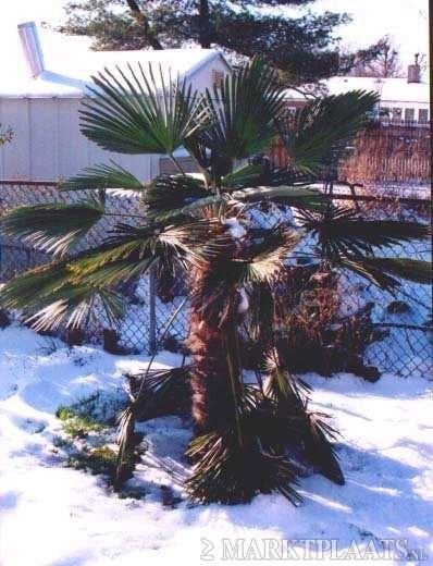 25 Trachycarpus Fortunei zaden, Winterhard (verzenden ook), Ophalen, Gehele jaar, Volle zon, Zaad