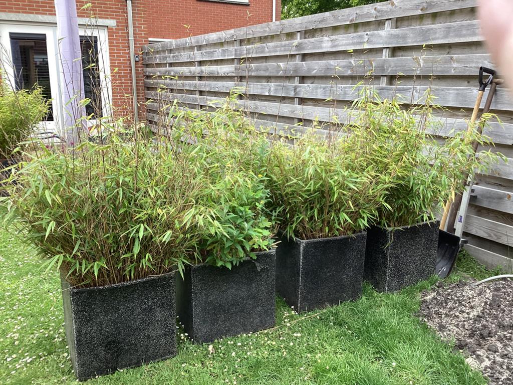 4 x BAMBOE(zonder bloembak), Tuin en Terras, Ophalen, Bamboe, 250 cm of meer