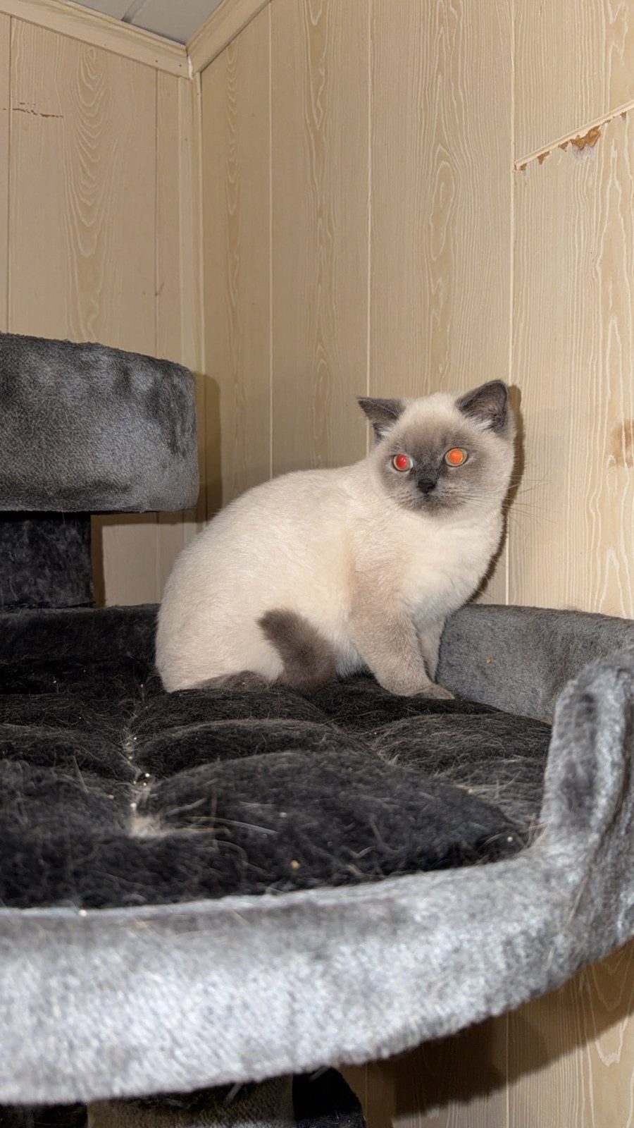 Britse khortaar blue point, Kater