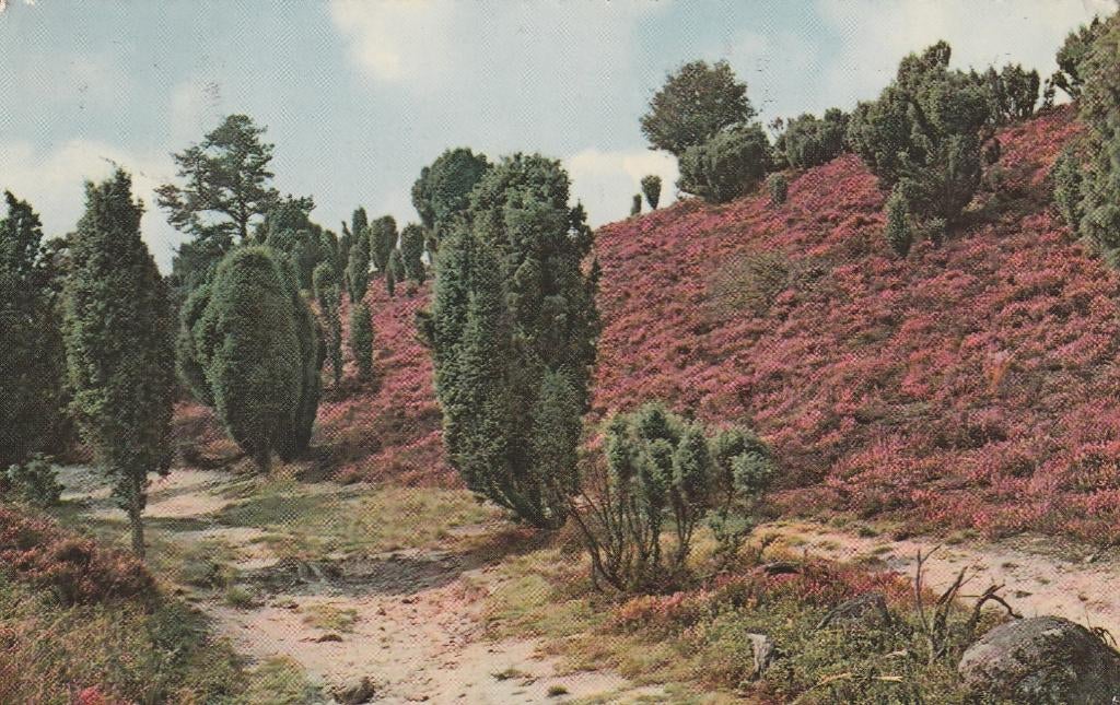 ERMELO Heide Uitg. Bungalowpark De Toverberg kl.f., Verzenden, 1960 tot 1980, Gelopen, Gelderland