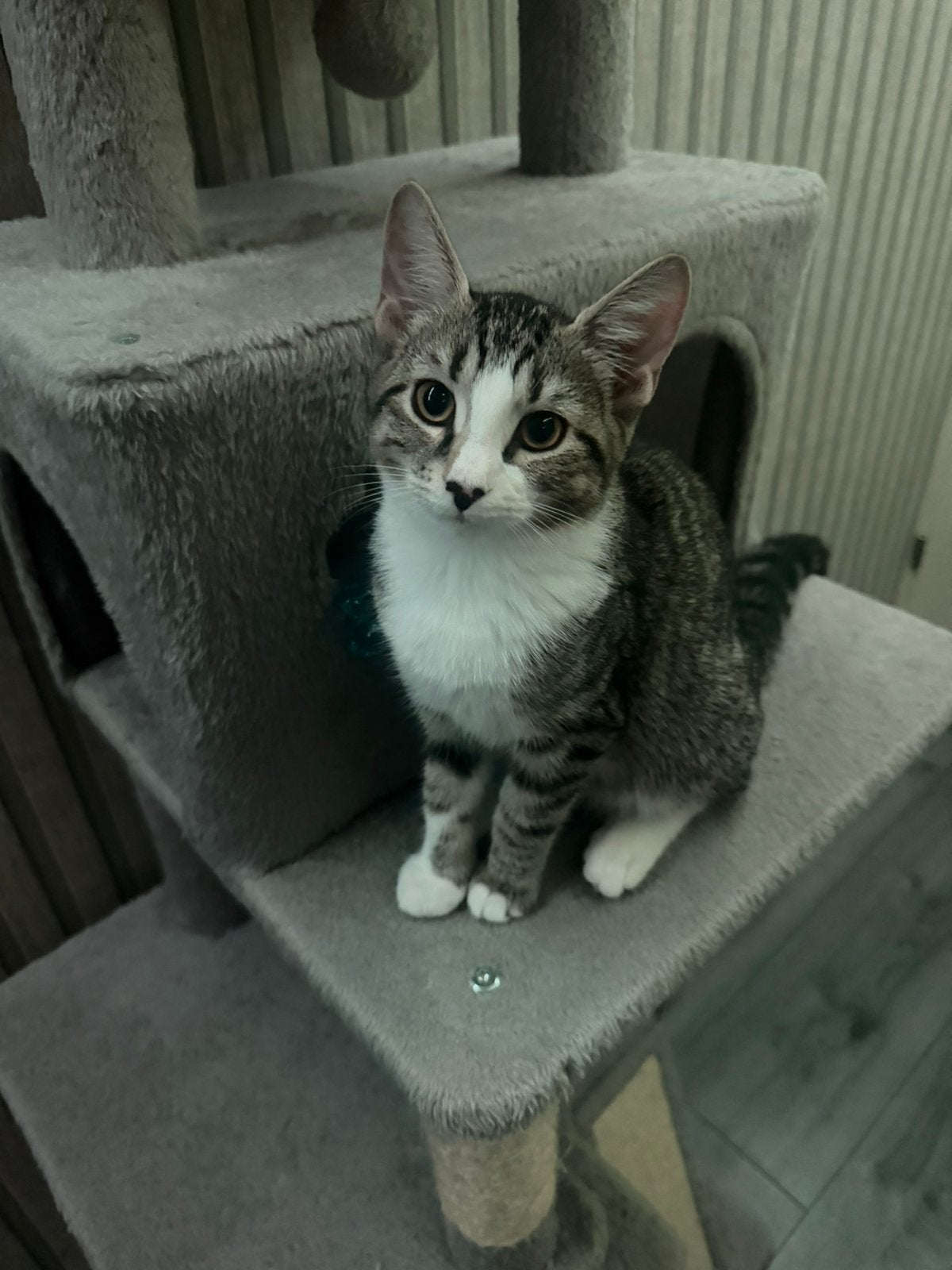 Katkat, Dieren en Toebehoren, Kater