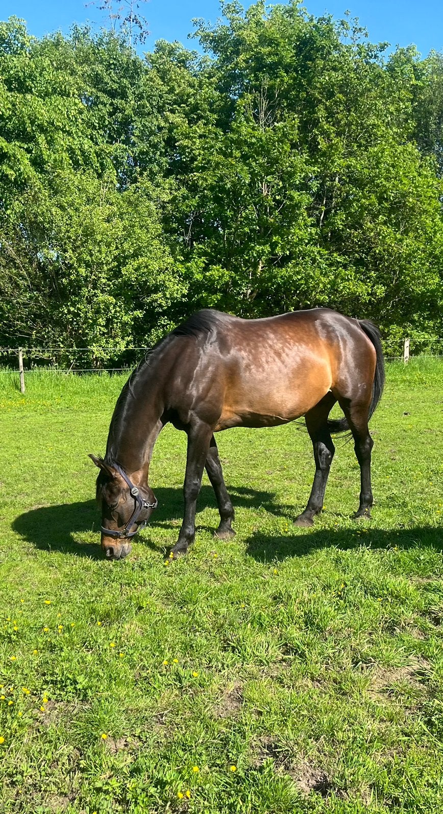 Fijne fokmerrie, Dieren en Toebehoren, Paarden, Merrie, Dressuurpaard