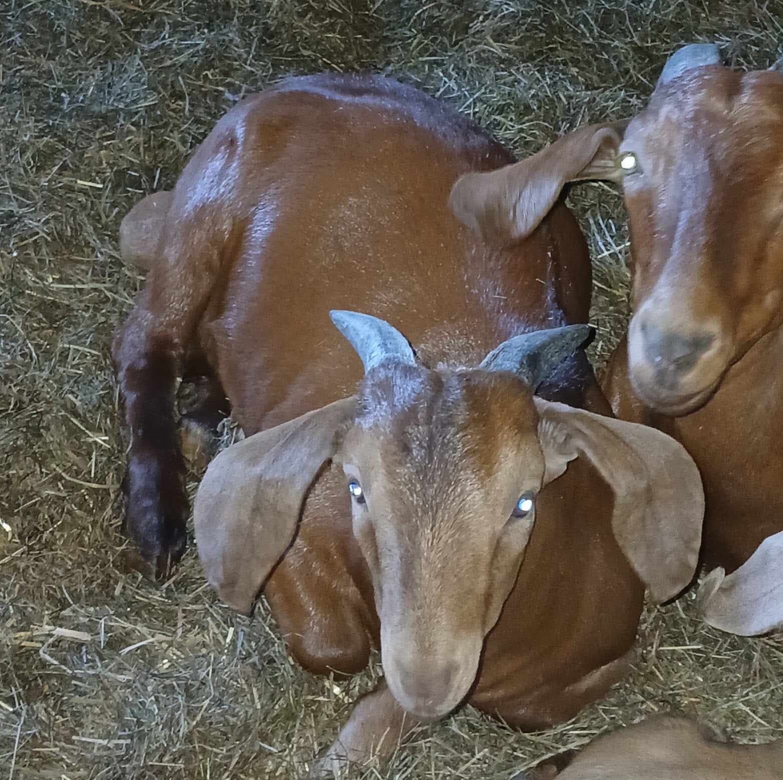 Boerbok te koop, Dieren en Toebehoren, Mannelijk, Geit