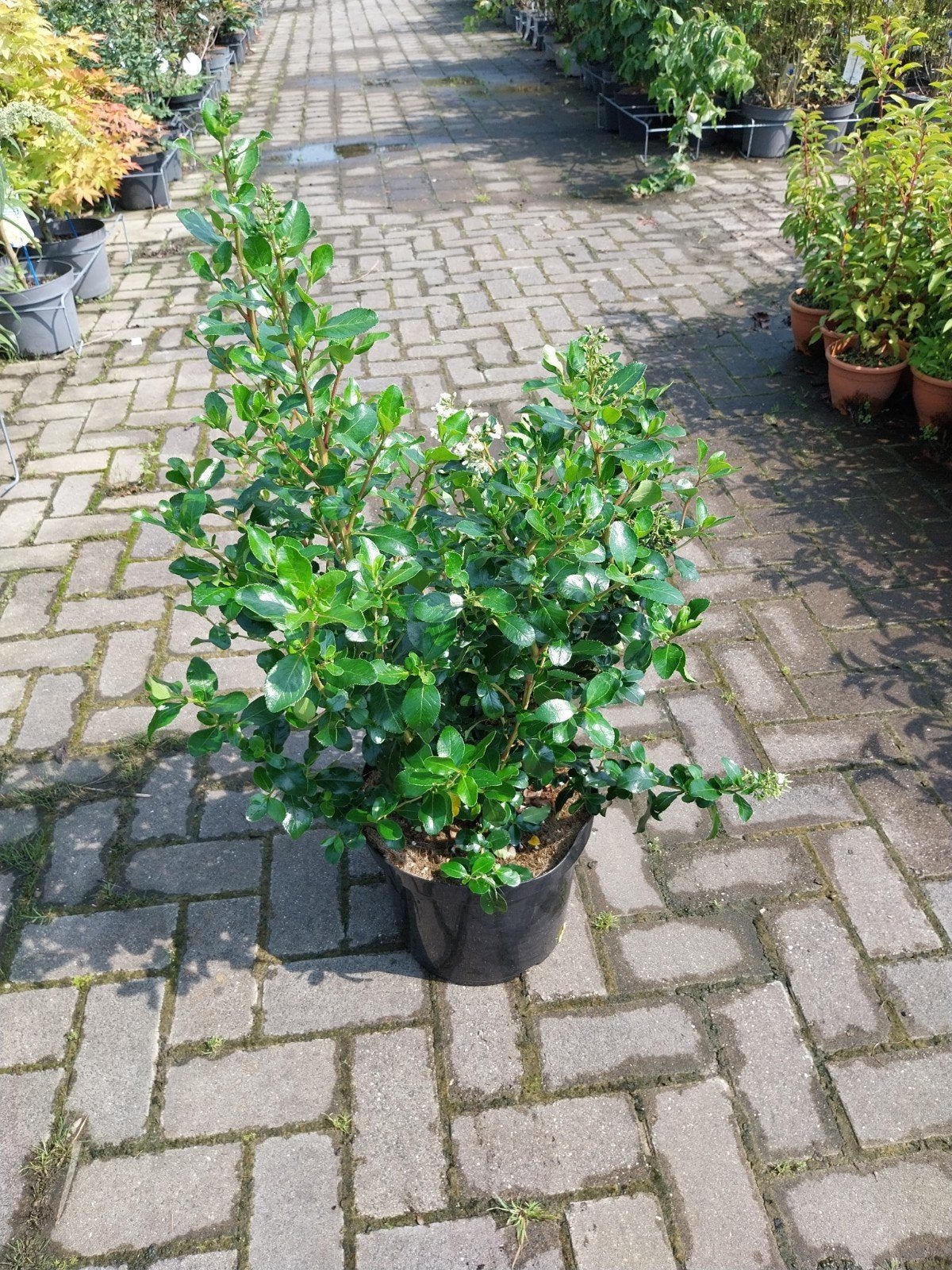 Escallonia Iveyi - Groenblijvende Heester, Volle zon, Vaste plant, Zomer, Ophalen