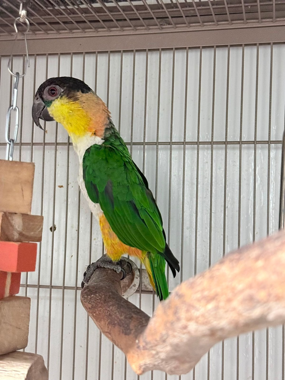 Mannelijke zwartkop caique, Dieren en Toebehoren, Vogels | Parkieten en Papegaaien, Mannelijk, Papegaai
