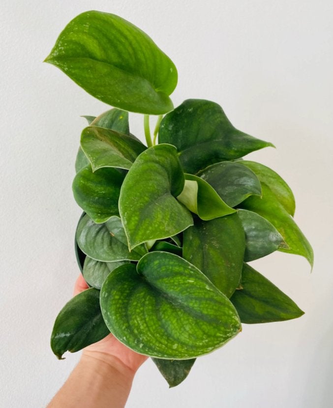 Scindapsus Jade Satin bladstekken, Huis en Inrichting, Ophalen of Verzenden, Halfschaduw, Minder dan 100 cm