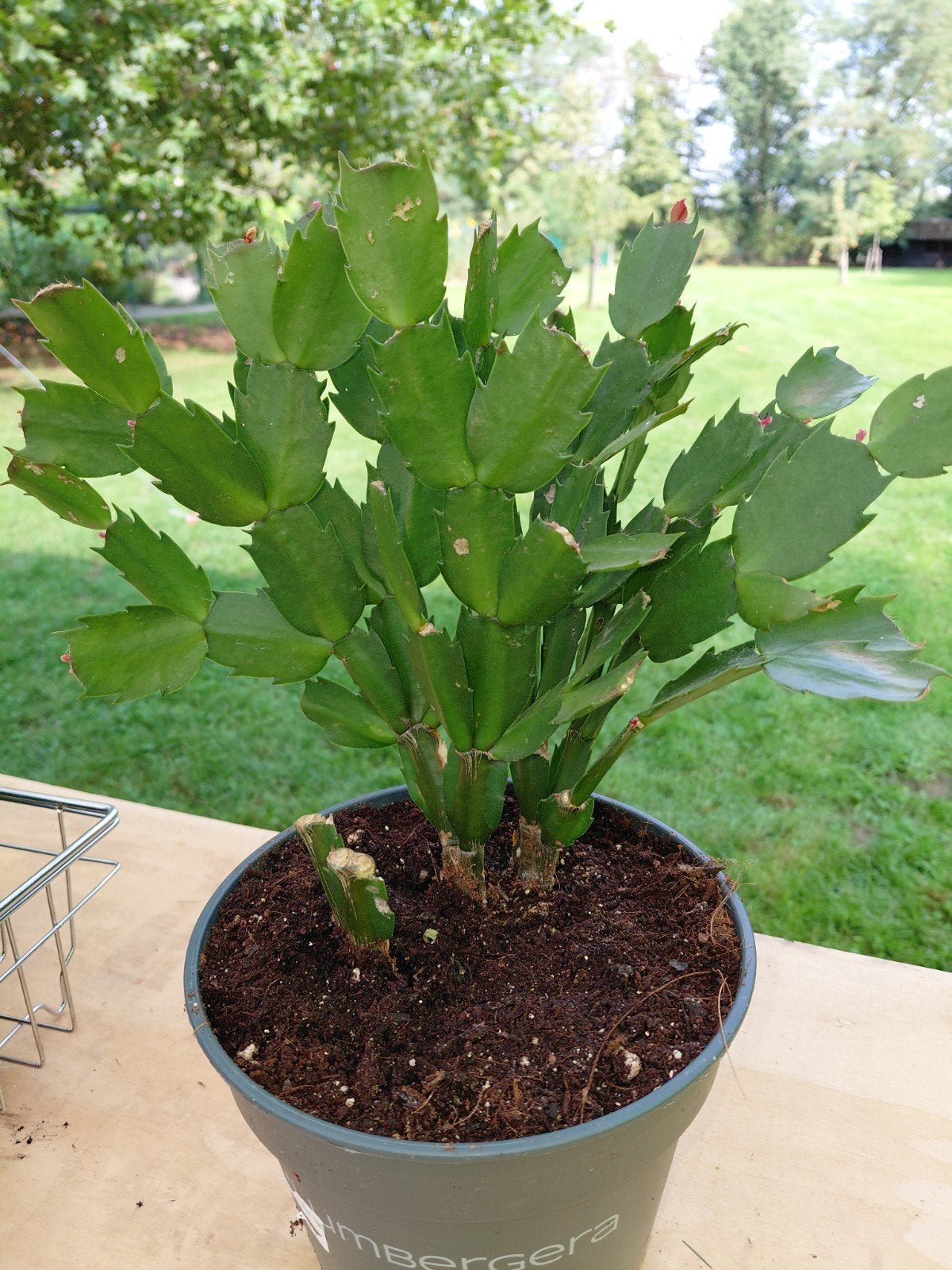 Kerstcactus in pot - Bloeiende kamerplant, Huis en Inrichting, Ophalen, Halfschaduw, Minder dan 100 cm, Bloeiende kamerplant