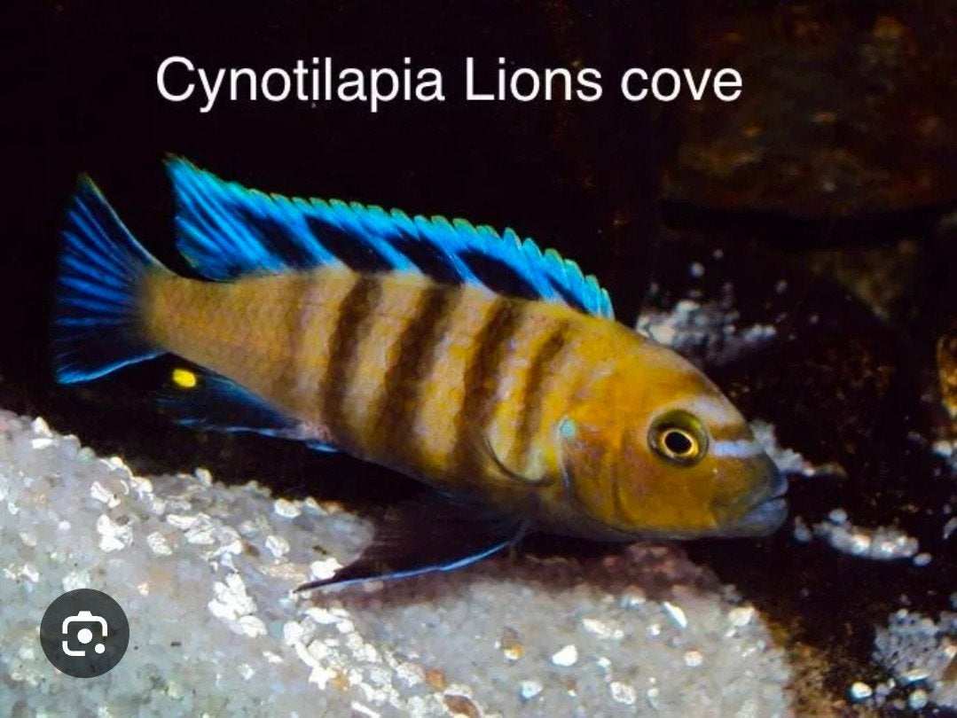 Gezocht cynotilapia afra lions cove en, Dieren en Toebehoren, Vissen | Aquariumvissen, Vis