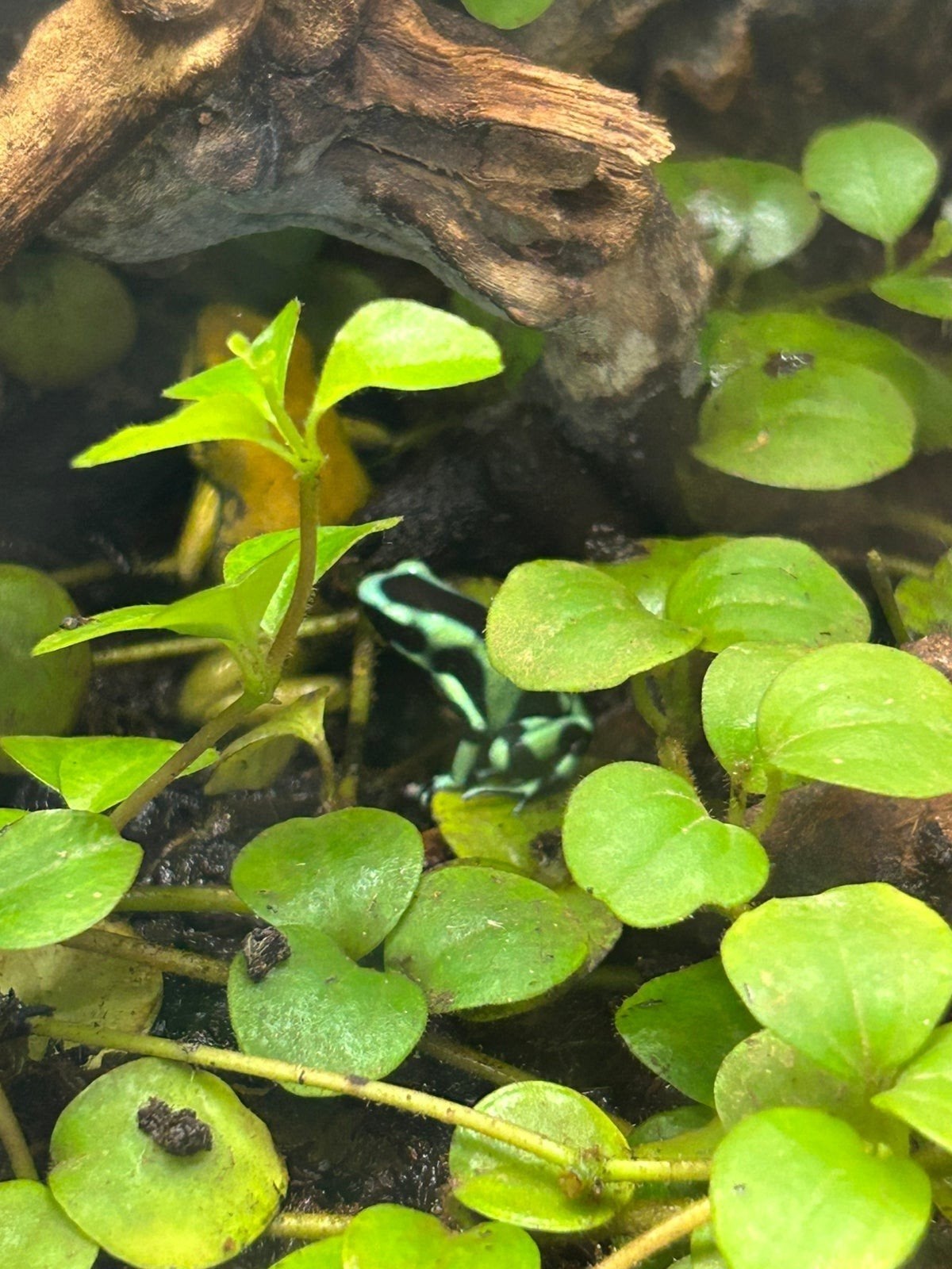 nakweek dendrobates Auratus Costa rica, Amfibie, 0 tot 2 jaar