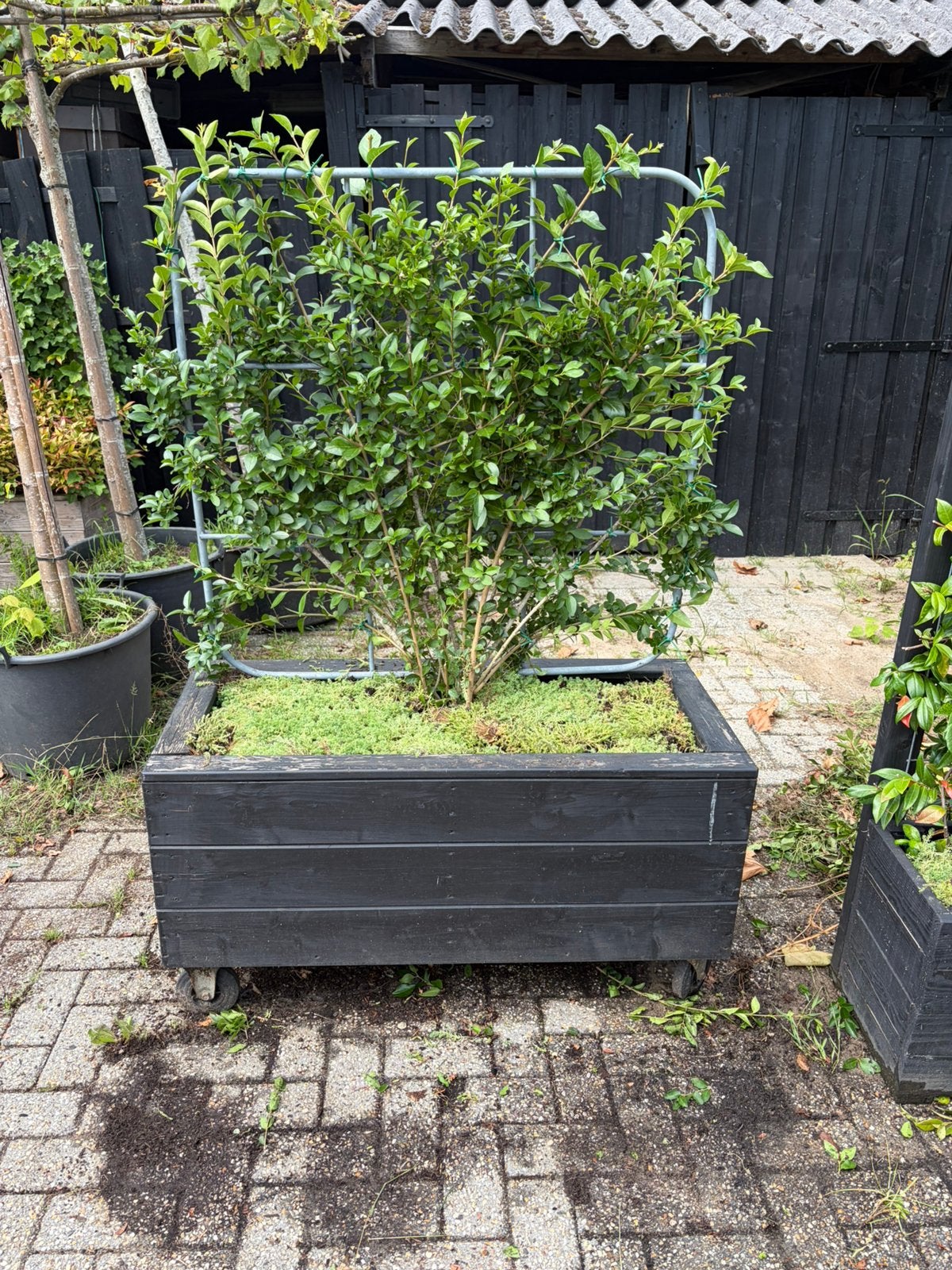 Plantenbak met liguster kant en klaar er in op wielen