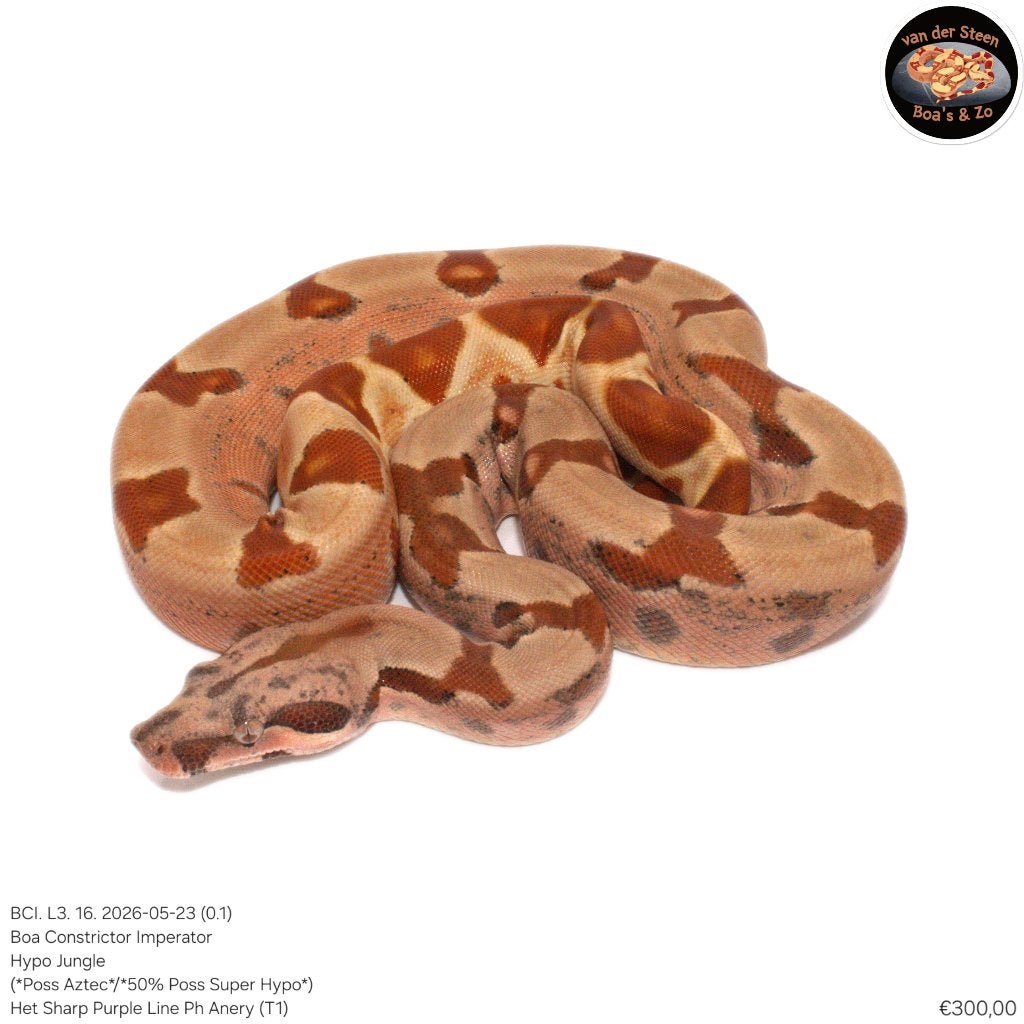 Boa Constrictor Imperator Litter 03 2026 Boa Constrictor photo 16