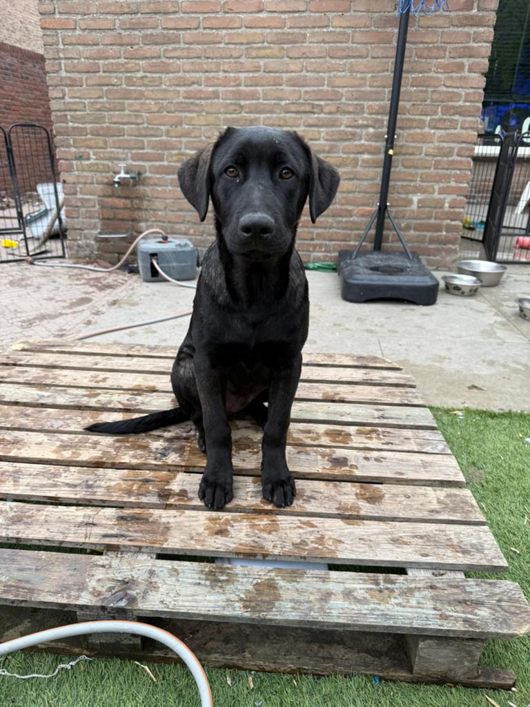 Huiskamernest labrador mix pup zeer sociaal ! Laatste reutje, 8 tot 15 weken, Meerdere, Meerdere dieren, Nederland